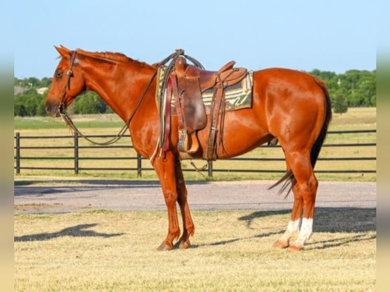 Quarter horse américain Hongre 15 Ans 150 cm Alezan cuivré in Shelbyville KY