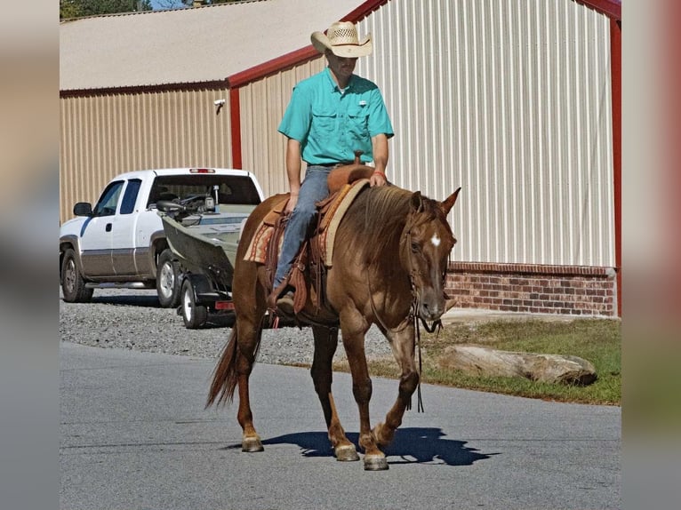 Quarter horse américain Hongre 15 Ans 150 cm Alezan dun in Quitman AR
