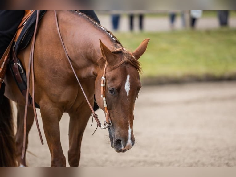 Quarter horse américain Hongre 15 Ans 150 cm Alezan in Pansdorf, Holstein