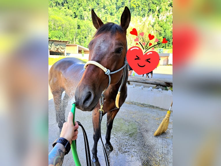 Quarter horse américain Hongre 15 Ans 150 cm Bai brun in Sennwald