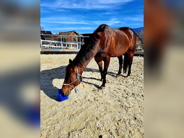 Quarter horse américain Hongre 15 Ans 150 cm Bai brun in Sennwald