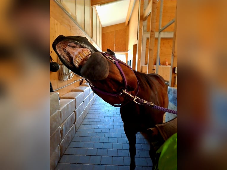 Quarter horse américain Hongre 15 Ans 150 cm Bai brun in Sennwald