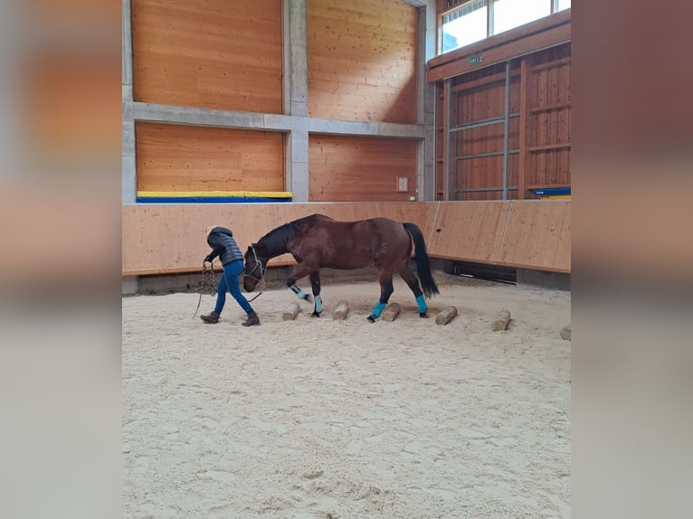 Quarter horse américain Hongre 15 Ans 150 cm Bai brun in Sennwald