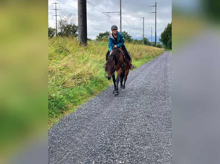 Quarter horse américain Hongre 15 Ans 150 cm Bai brun in Sennwald