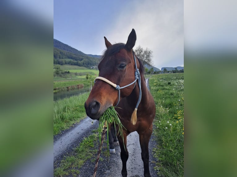 Quarter horse américain Hongre 15 Ans 150 cm Bai brun in Sennwald