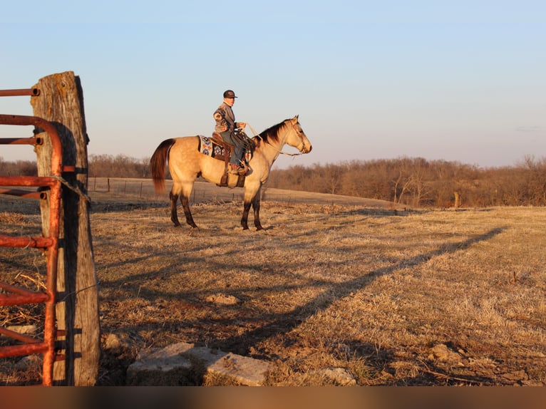 Quarter horse américain Hongre 15 Ans 150 cm Buckskin in Oskaloosa, IA