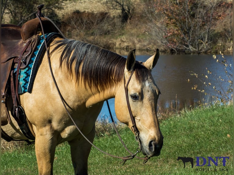 Quarter horse américain Hongre 15 Ans 150 cm Isabelle in Henderson