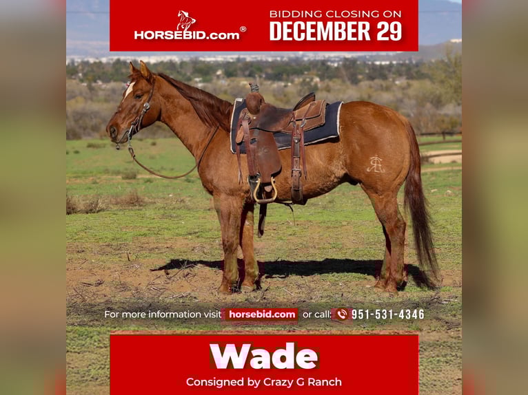 Quarter horse américain Hongre 15 Ans 150 cm Isabelle in Norco