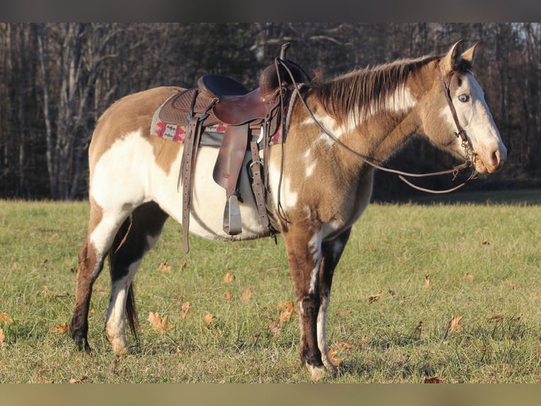 Quarter horse américain Hongre 15 Ans 150 cm Overo-toutes couleurs in nANCY ky