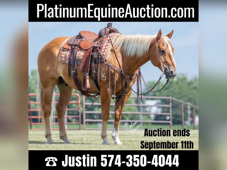 Quarter horse américain Hongre 15 Ans 150 cm Palomino in cannon falls MN