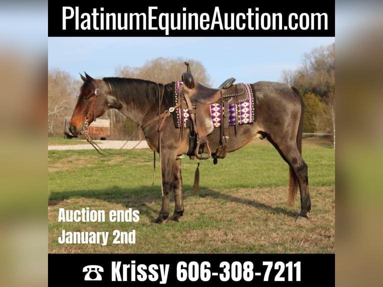 Quarter horse américain Hongre 15 Ans 150 cm Roan-Bay in Mount Vernon Ky