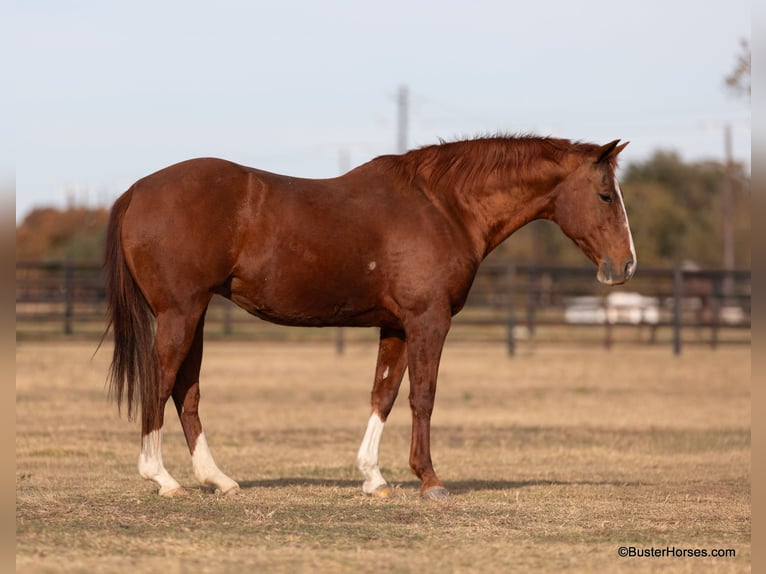 Quarter horse américain Hongre 15 Ans 152 cm Alezan brûlé in Weatherford TX