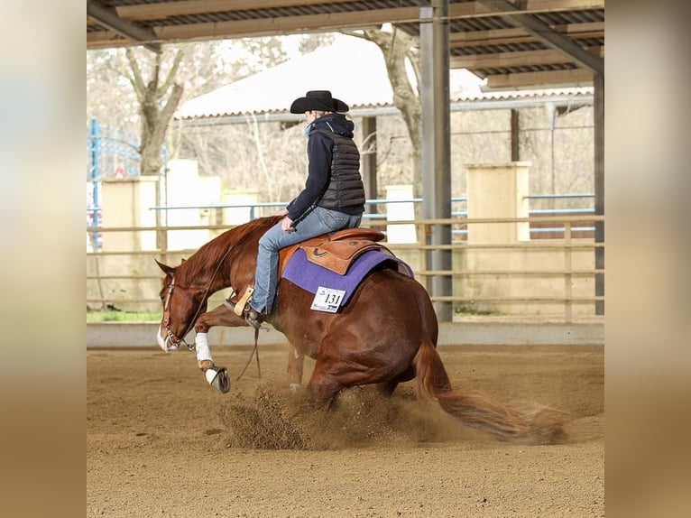 Quarter horse américain Hongre 15 Ans 152 cm Alezan in Aigen