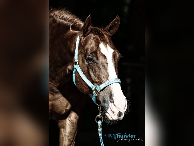Quarter horse américain Hongre 15 Ans 152 cm Alezan in Aigen