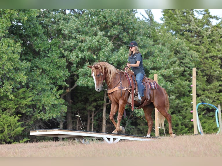 Quarter horse américain Hongre 15 Ans 152 cm Alezan cuivré in Stillwater