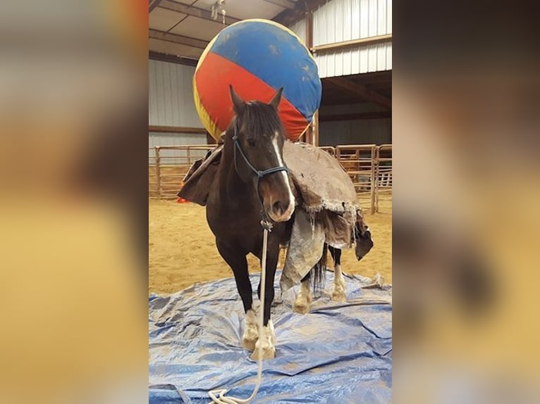 Quarter horse américain Hongre 15 Ans 152 cm Bai cerise in Oakley UT