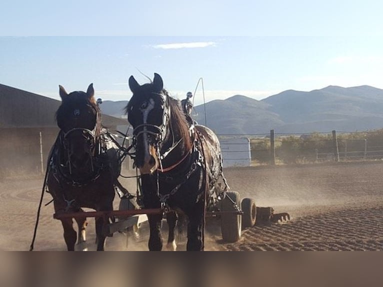 Quarter horse américain Hongre 15 Ans 152 cm Bai cerise in Oakley UT