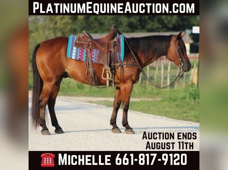 Quarter horse américain Hongre 15 Ans 152 cm Bai cerise in Stephenville TX