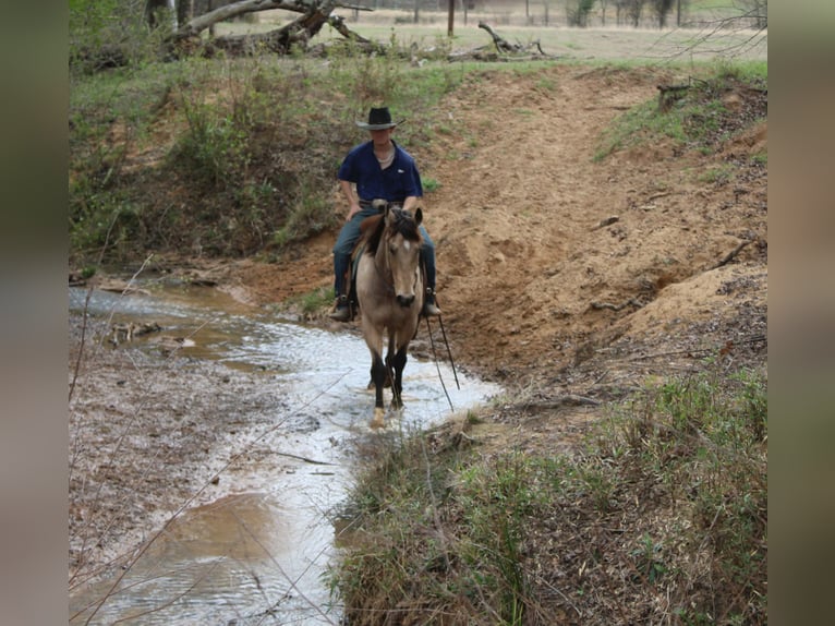 Quarter horse américain Hongre 15 Ans 152 cm Buckskin in Cushing