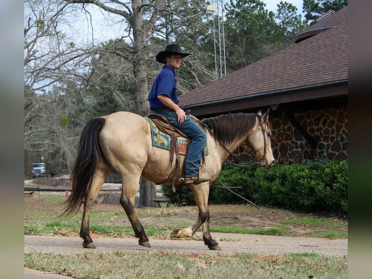 Quarter horse américain Hongre 15 Ans 152 cm Buckskin in Cushing