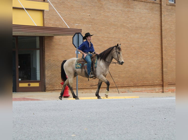 Quarter horse américain Hongre 15 Ans 152 cm Buckskin in Cushing