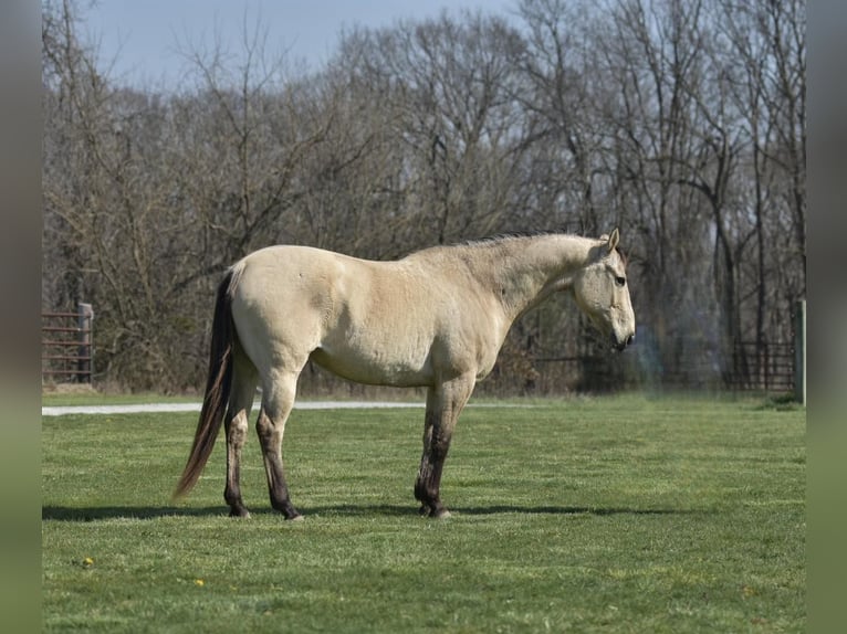 Quarter horse américain Hongre 15 Ans 152 cm Buckskin in LIsbon IA