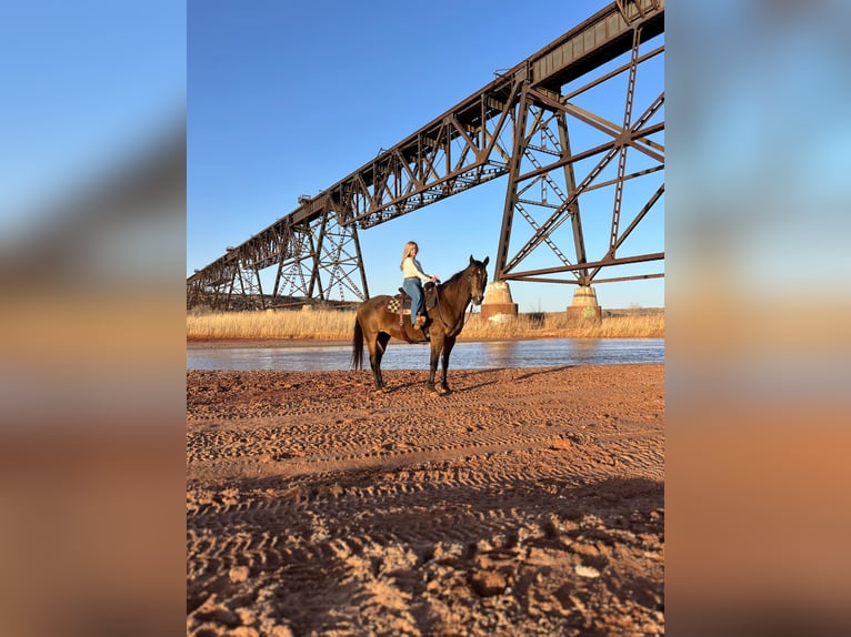 Quarter horse américain Hongre 15 Ans 152 cm Buckskin in Lisbon Ia