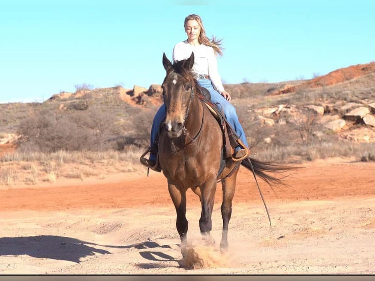 Quarter horse américain Hongre 15 Ans 152 cm Buckskin in Lisbon Ia