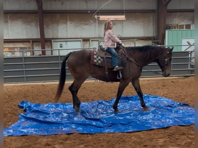 Quarter horse américain Hongre 15 Ans 152 cm Buckskin in Lisbon Ia