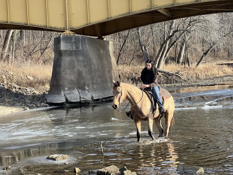 Quarter horse américain Hongre 15 Ans 152 cm Buckskin in LIsbon IA