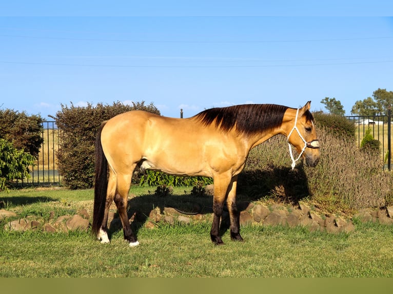 Quarter horse américain Hongre 15 Ans 152 cm Buckskin in Pleasant Grove GA