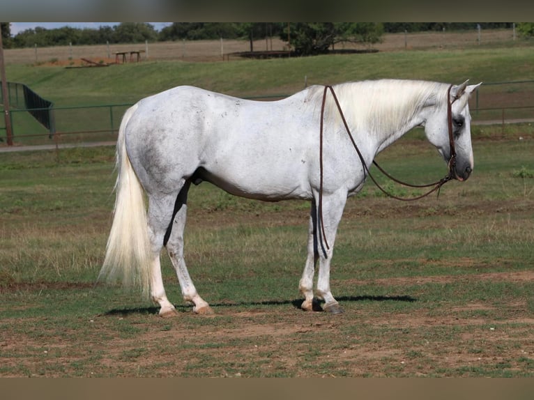 Quarter horse américain Hongre 15 Ans 152 cm Gris in Cleburne TX