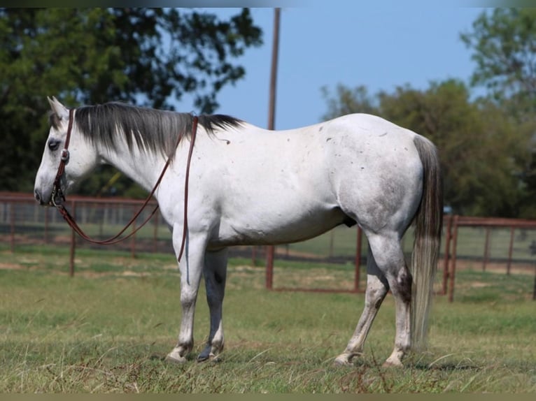 Quarter horse américain Hongre 15 Ans 152 cm Gris in Weatherford TX