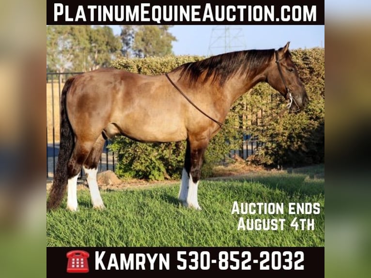 Quarter horse américain Hongre 15 Ans 152 cm Grullo in Pleasant Grove CA