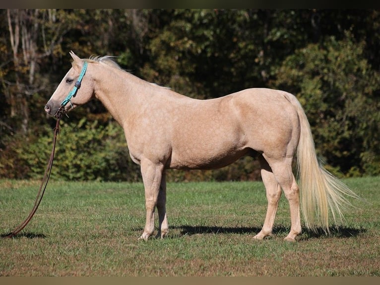 Quarter horse américain Hongre 15 Ans 152 cm Palomino in Brodhead