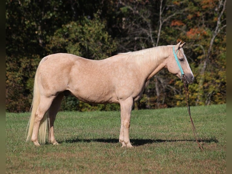 Quarter horse américain Hongre 15 Ans 152 cm Palomino in Brodhead