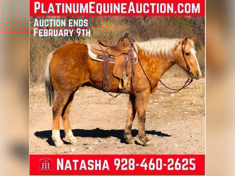 Quarter horse américain Hongre 15 Ans 152 cm Palomino in Camp Verde AZ