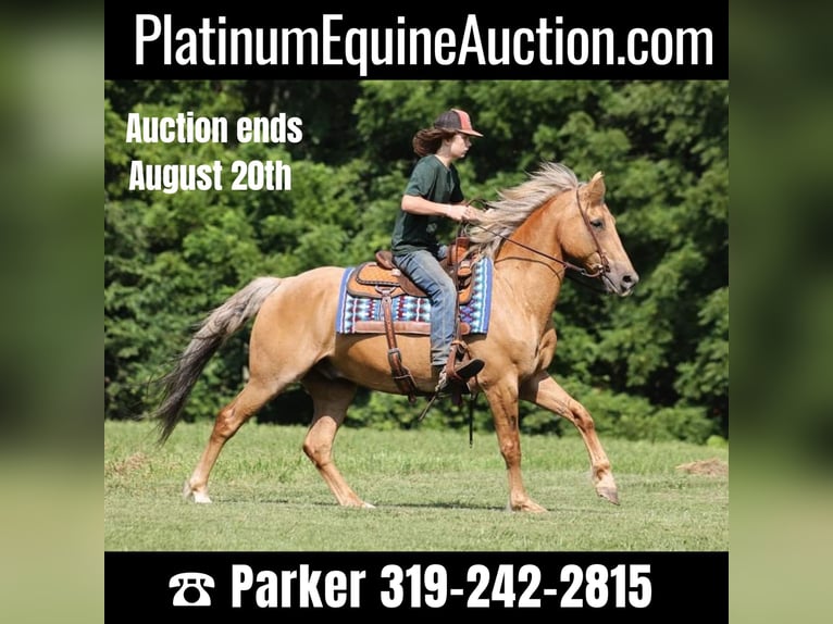 Quarter horse américain Hongre 15 Ans 152 cm Palomino in Somerset KY