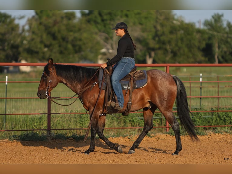 Quarter horse américain Hongre 15 Ans 152 cm Roan-Bay in Granbury TX