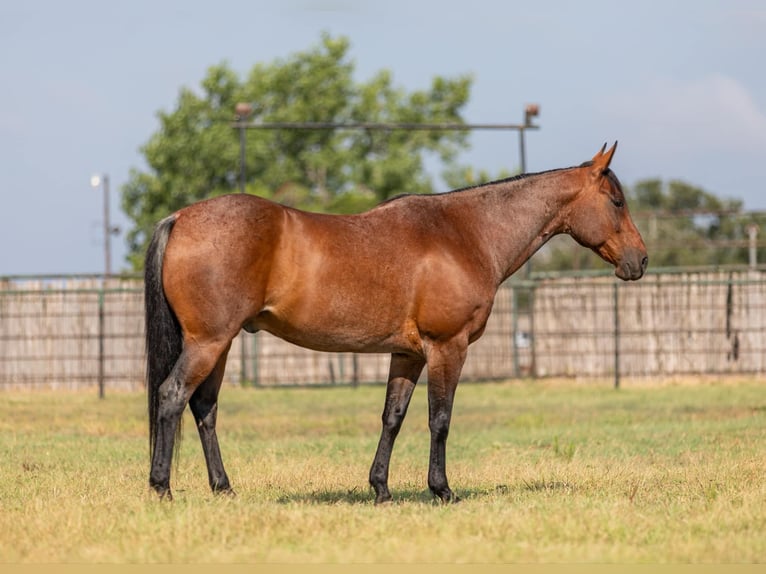 Quarter horse américain Hongre 15 Ans 152 cm Roan-Bay in Granbury TX
