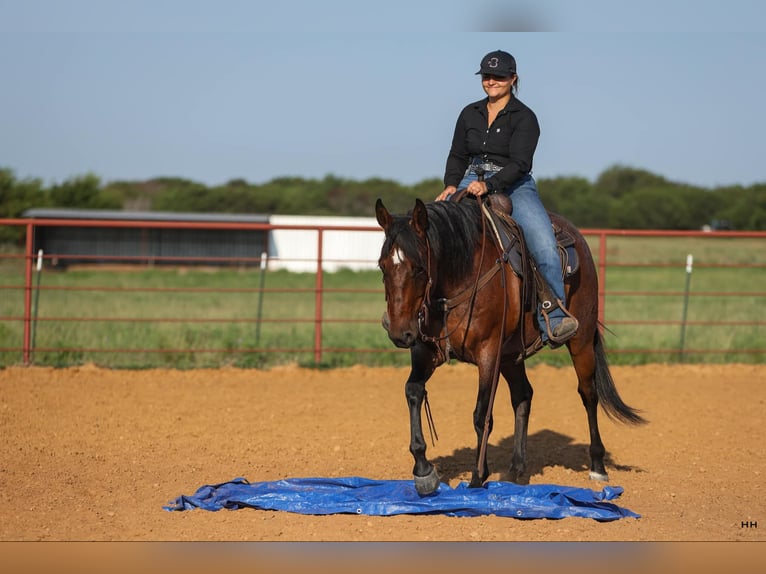 Quarter horse américain Hongre 15 Ans 152 cm Roan-Bay in Granbury TX