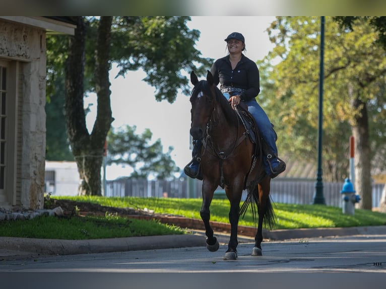 Quarter horse américain Hongre 15 Ans 152 cm Roan-Bay in Granbury TX