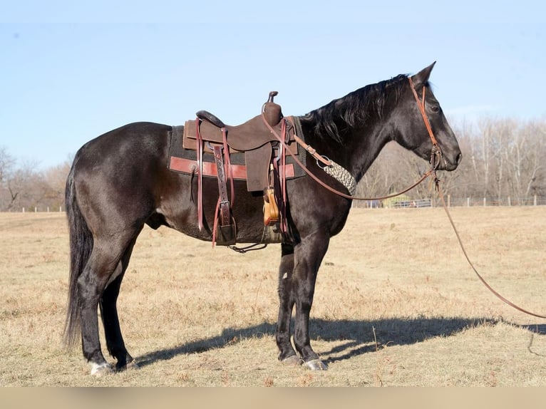 Quarter horse américain Hongre 15 Ans 152 cm Rouan Bleu in Valley Springs, SD