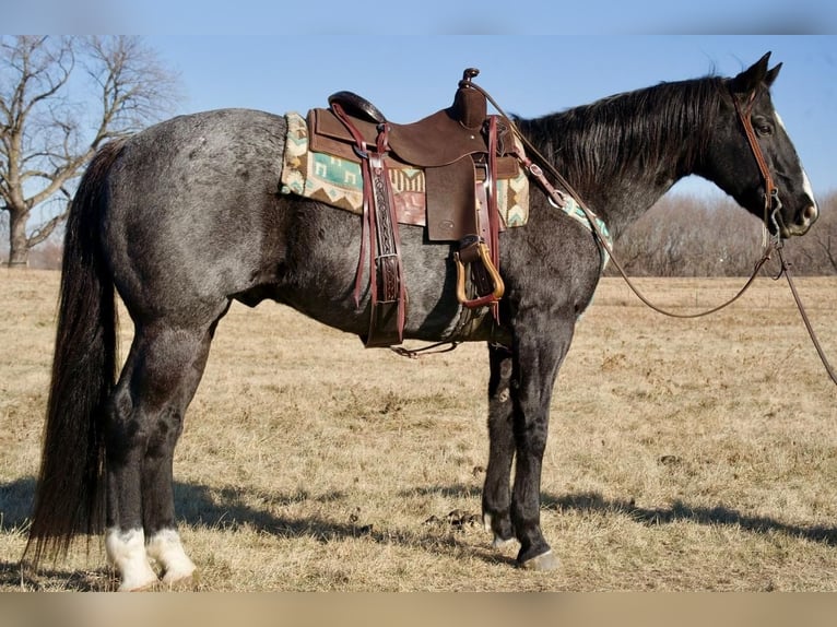 Quarter horse américain Croisé Hongre 15 Ans 152 cm Rouan Bleu in Valley Springs, SD