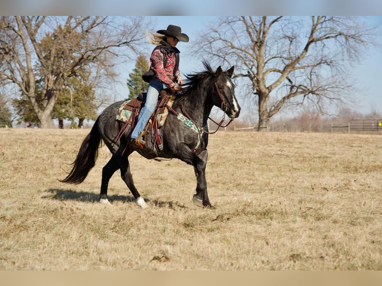 Quarter horse américain Croisé Hongre 15 Ans 152 cm Rouan Bleu in Valley Springs, SD