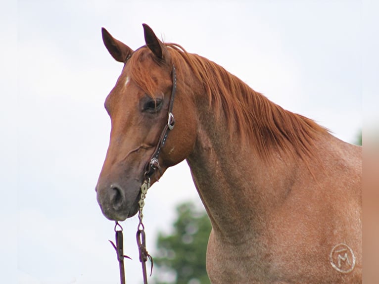 Quarter horse américain Hongre 15 Ans 152 cm Rouan Rouge in Brodhead KY