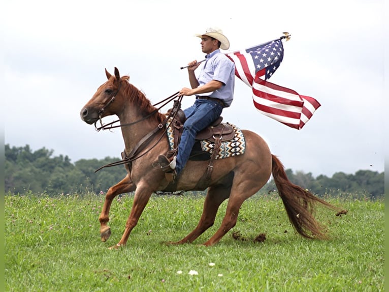 Quarter horse américain Hongre 15 Ans 152 cm Rouan Rouge in Brodhead KY
