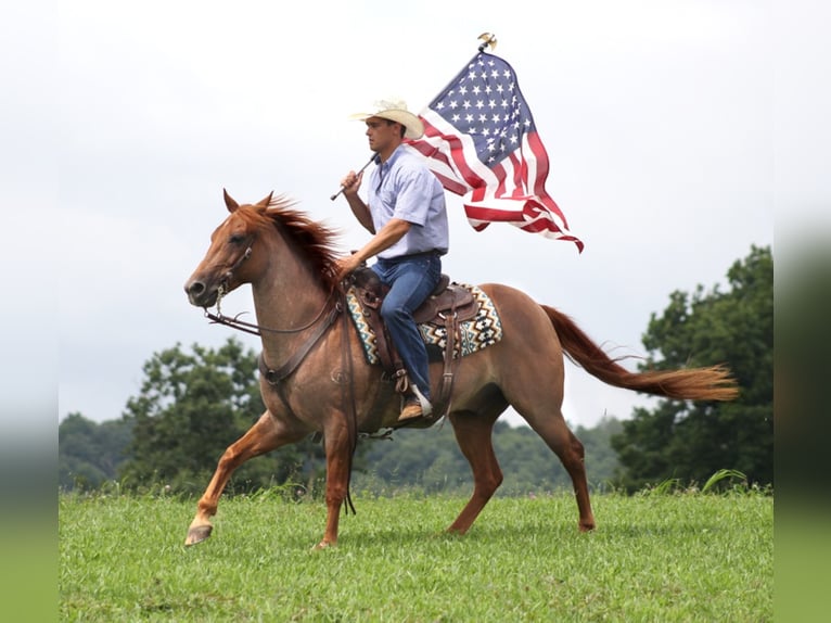 Quarter horse américain Hongre 15 Ans 152 cm Rouan Rouge in Brodhead KY