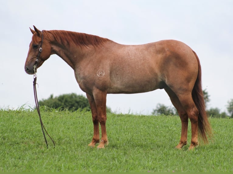 Quarter horse américain Hongre 15 Ans 152 cm Rouan Rouge in Brodhead KY