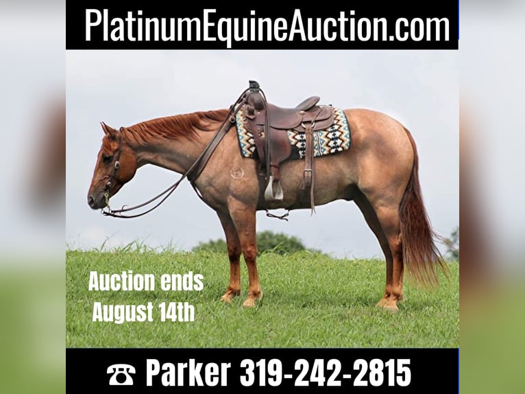 Quarter horse américain Hongre 15 Ans 152 cm Rouan Rouge in Brodhead KY